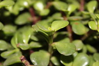 �ƹ��µ��������õĻ�ľ