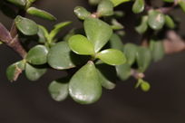 �ƹ��µ���С��ľ