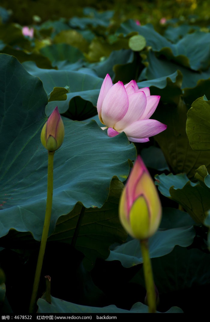 �ɻ�ʢ��ͼƬ