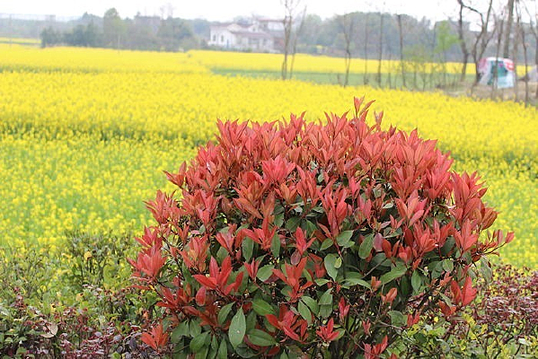 ������Ҷ