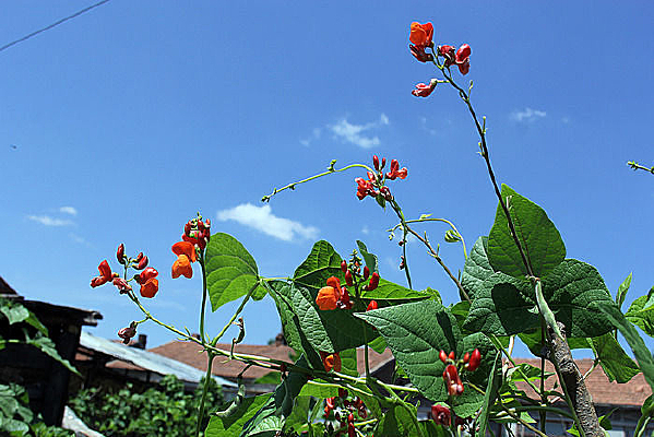 ��ɫ����