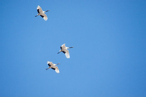 ����ĵ�����