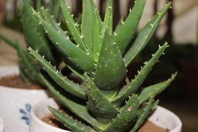 ����Ư�����辰«��