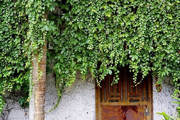 ���ٻ���ֲ��