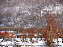 ɽ���˼�ѩ��