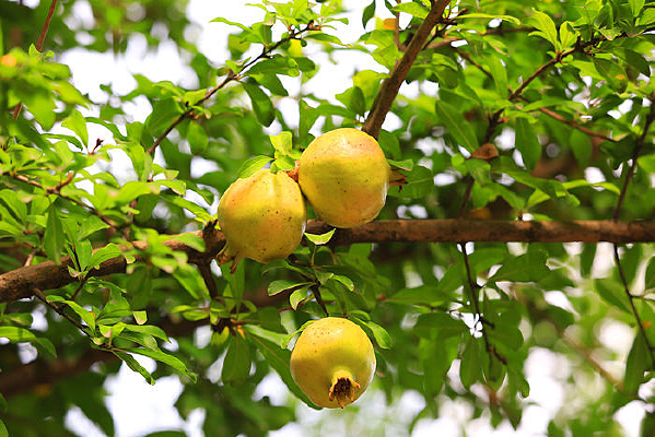 ���ϵ�ʯ��