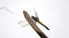 ͸�����ѳ��