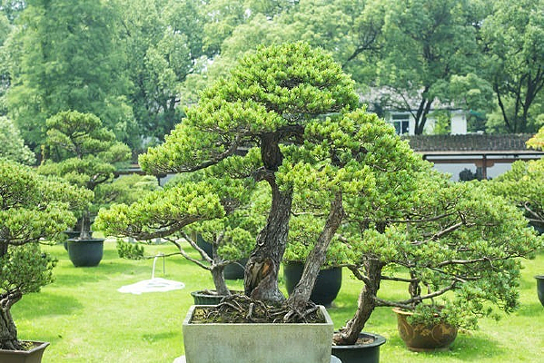 �����辰����