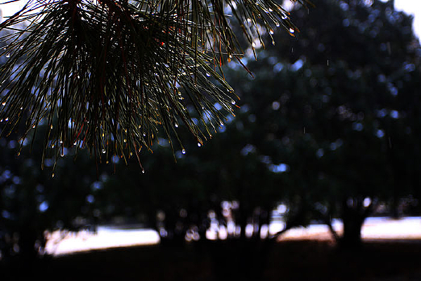 ��֦�µ�¶ˮ