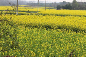 ����Ĵ���Ļ���