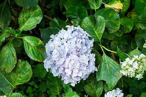 ��ɫ����