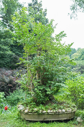 ֲ����Ҷ�޴��辰԰��ֲ��԰�־���