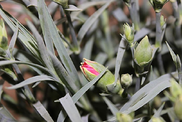 ����ɫ��Ҷ