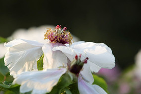 ��ɫĵ������д