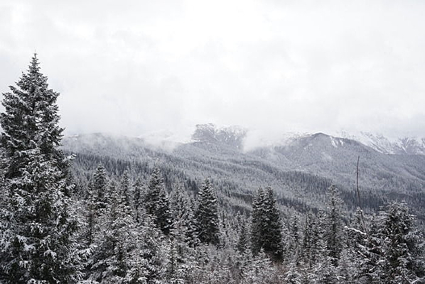 ������ѩ