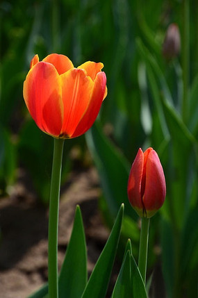 �ÿ���������