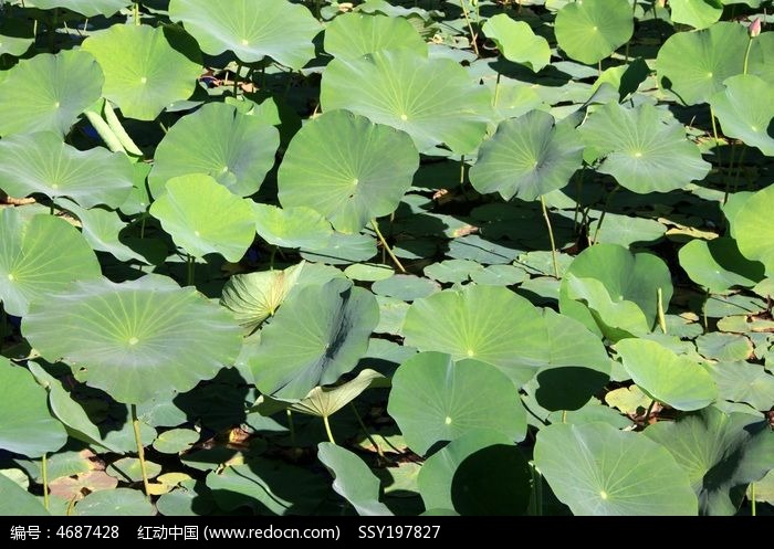 ������ҶͼƬ