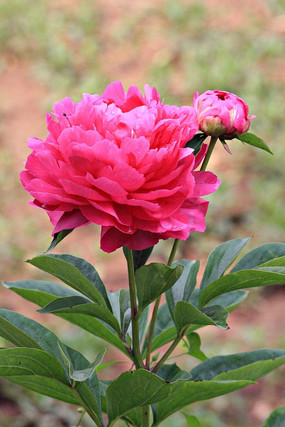 ���ĵ����