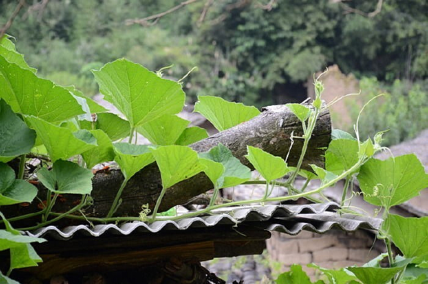 葫芦藤