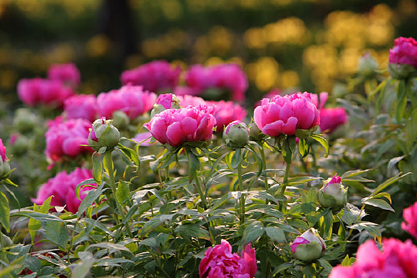 ����ʢ���ķ�ĵ��