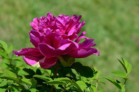 ��������ҩ��