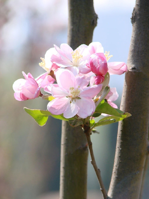 ŭ�ŵĺ��Ļ�