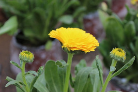 ���������Ĵ��Ļ�ɫ�ľջ�