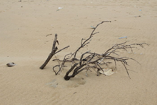 ������ɳ��