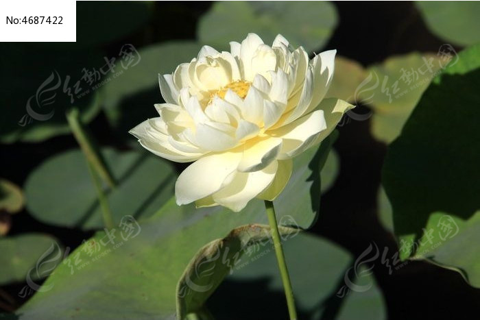 ʢ���Ļƺɻ�ͼƬ