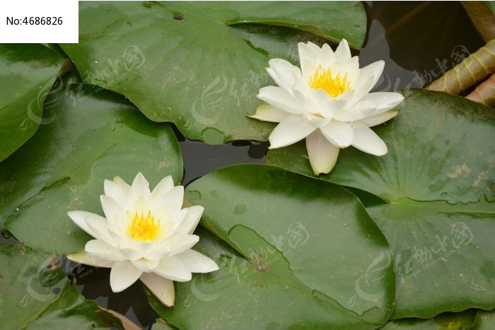 ��д�����ɫ����ͼƬ