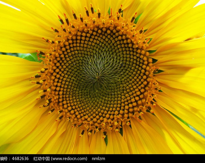 ���տ�����ͼƬ