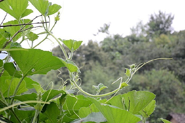 葫芦叶子图片