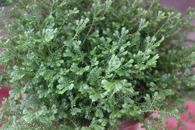 һ�������Ļ���