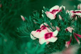 һ�ط�ɫС��