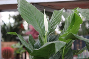 һ�������İ�ɫ�Ļ�