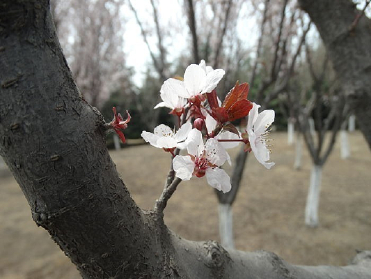 ӣ��ʢ��������