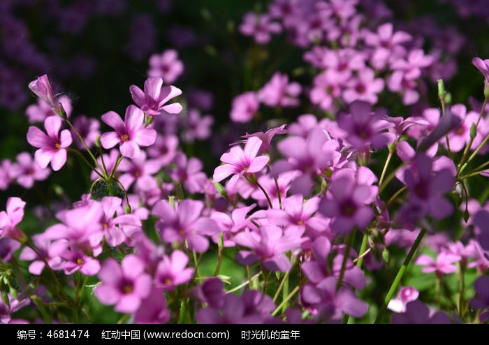 一片花朵