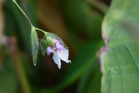 ����ɫ����