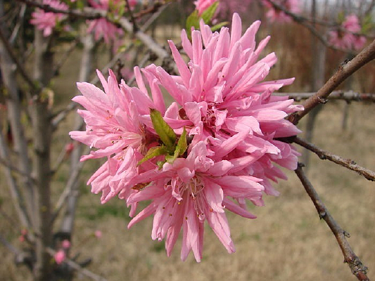 ���ŵķ�ɫ����