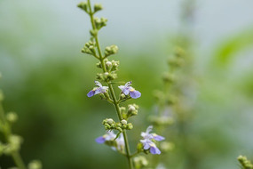 ֲ�ﻨ��΢��