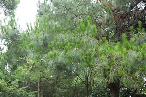 ֲ����ľ������Ҷ����