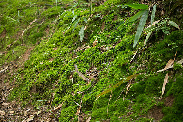 ������̦