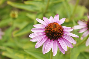 ��ɫ�ɹ���