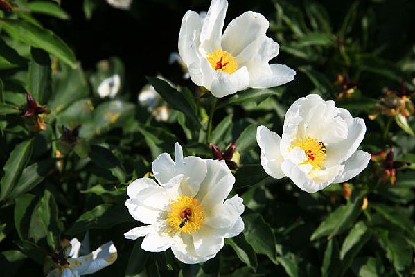 ��ɫ����ҩ��