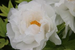 ��ɫ����