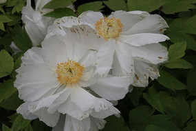 ��ɫĵ����л