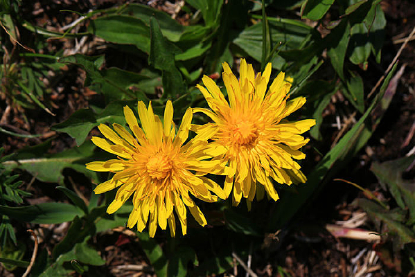 �����ѹ�Ӣ