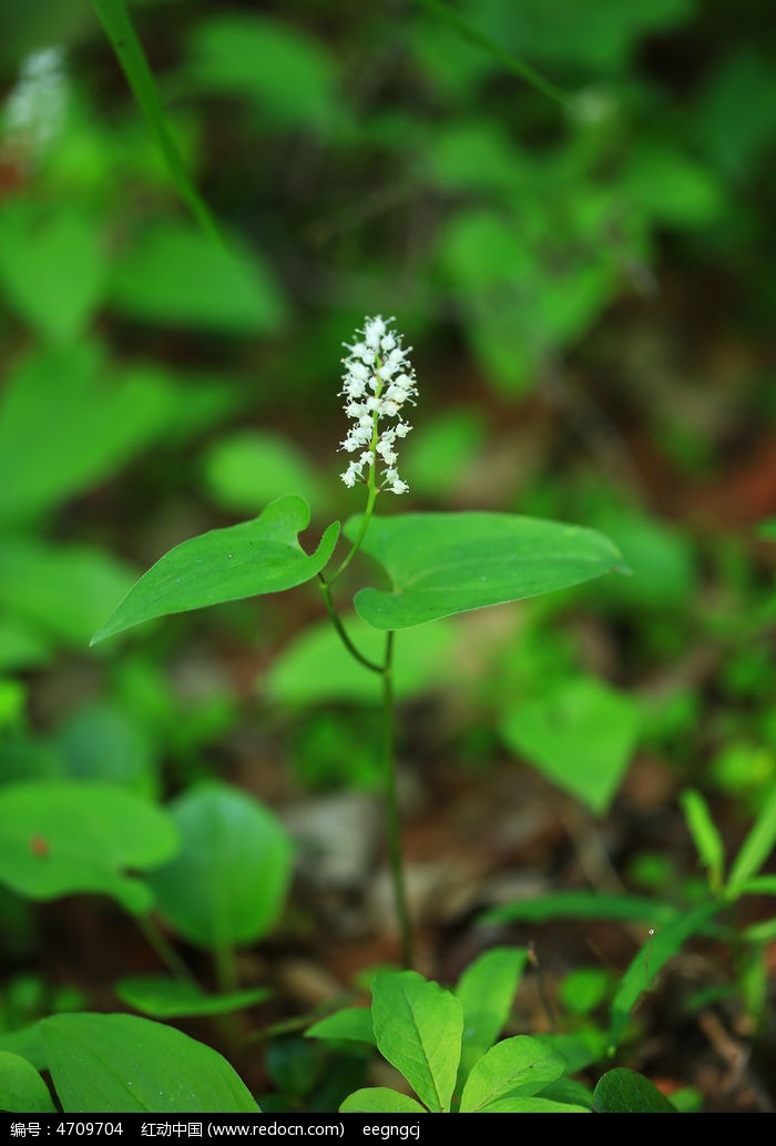 二叶舞鹤草