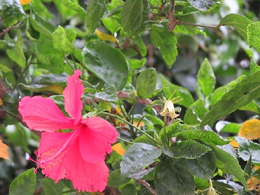 Ǿޱ����Ҷ��ɫ