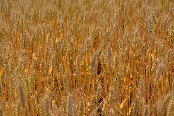 ���ɫ��С��